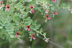 Indigofera mysorensis